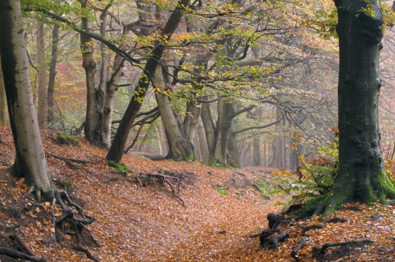 Amerongse Bos in de herfst