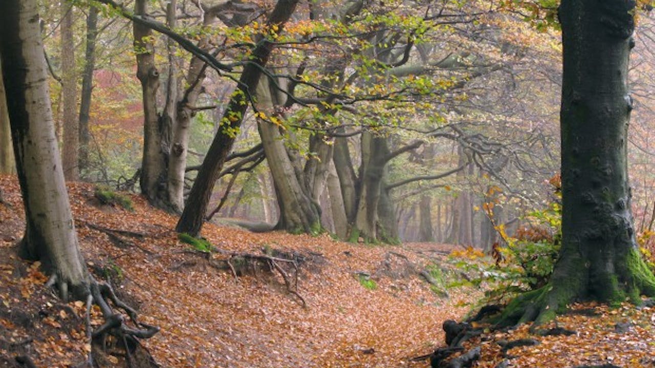 Amerongse Bos in de herfst