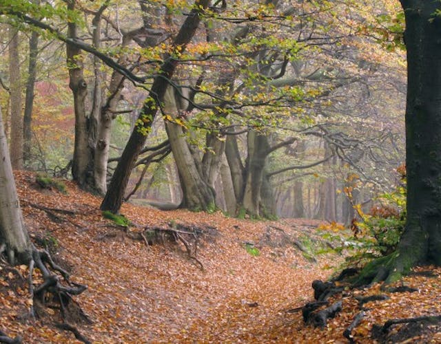 Amerongse Bos in de herfst