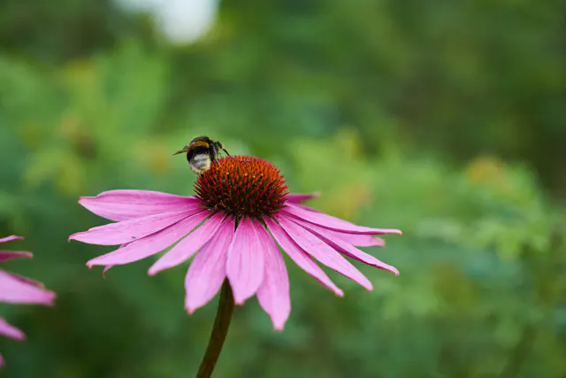 Hommel op bloem
