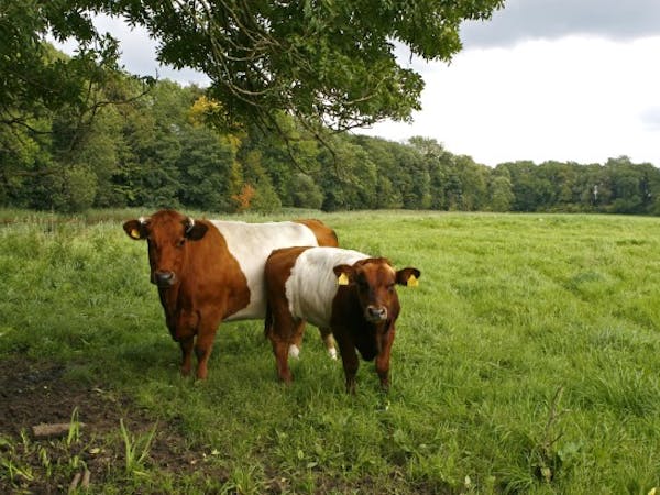 lakenvelders in weiland Oostbroek