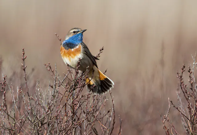 Blauwborst