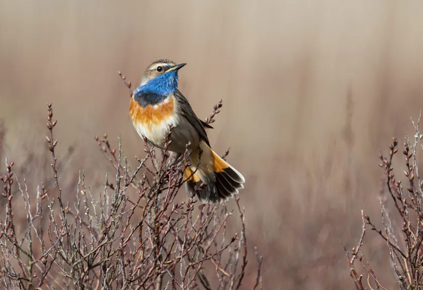 Blauwborst