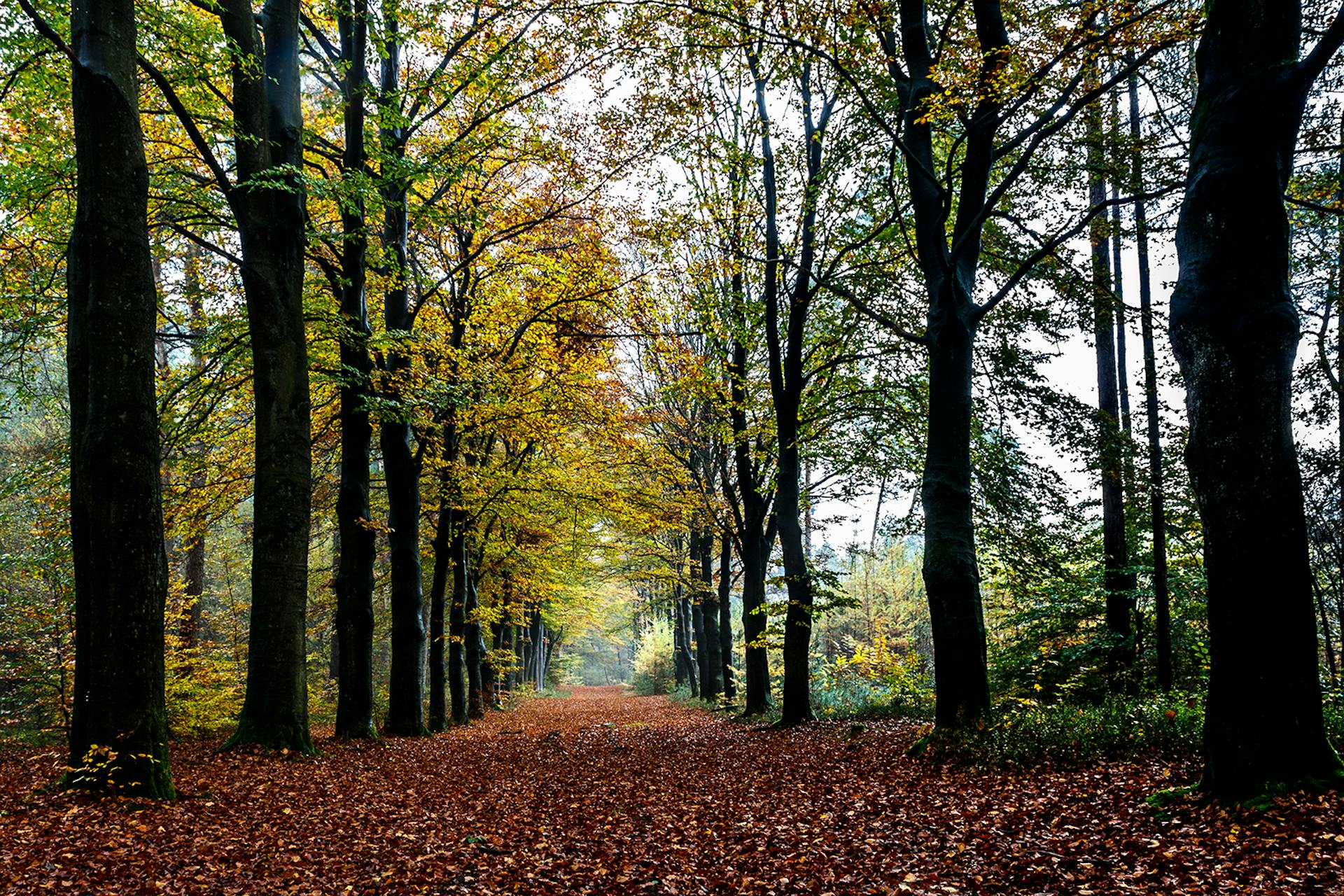 herfstige laan op Bornia