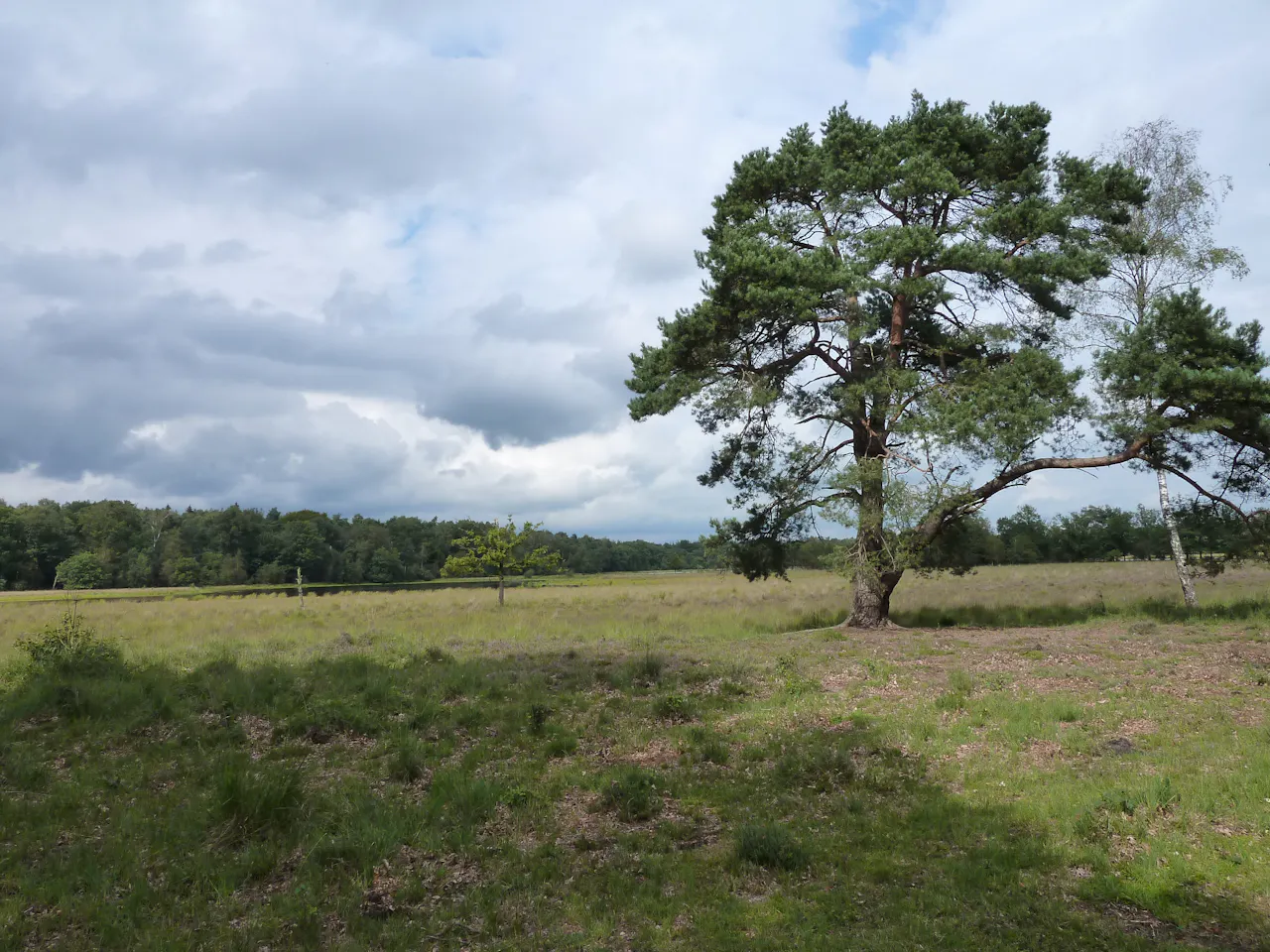 heide met den op Breeveen