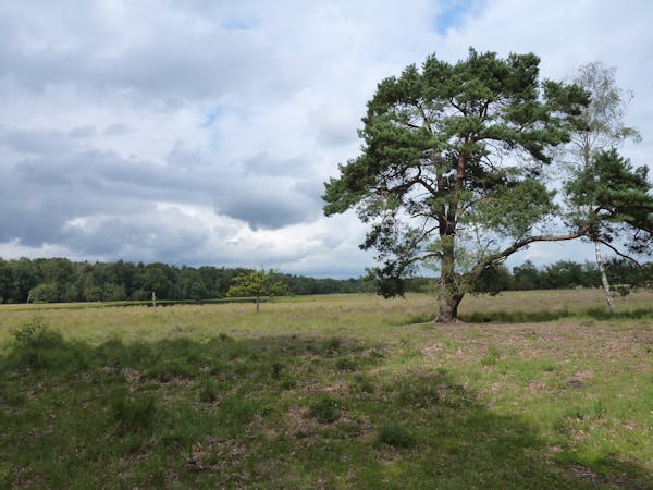 heide met den op Breeveen