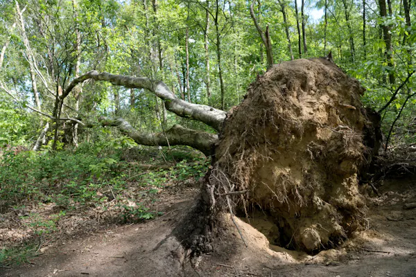 omgewaaide boom op Laarsenberg