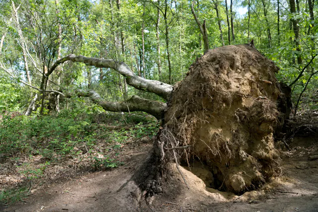 omgewaaide boom op Laarsenberg