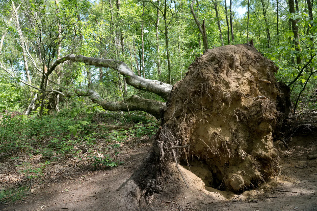 omgewaaide boom op Laarsenberg