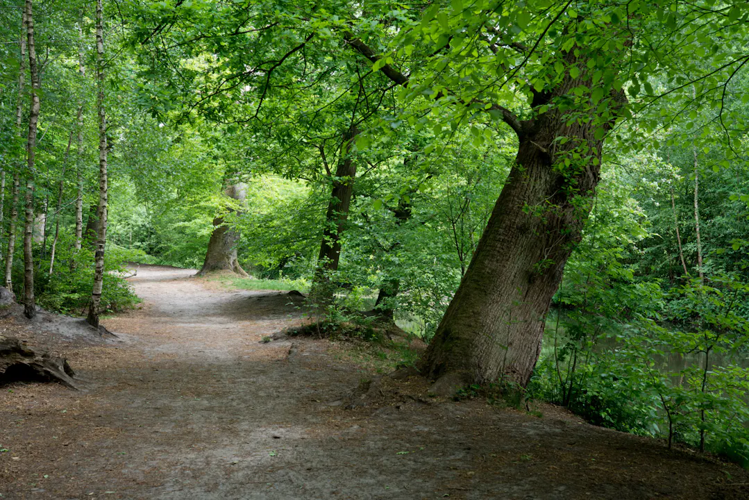 Lockhorsterbos