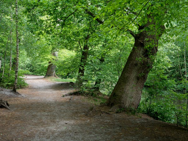 Lockhorsterbos