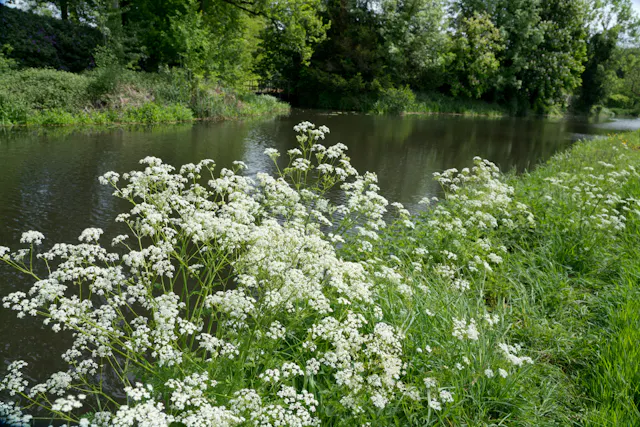 Heiligenbergbeek bij Lockhorsterbos