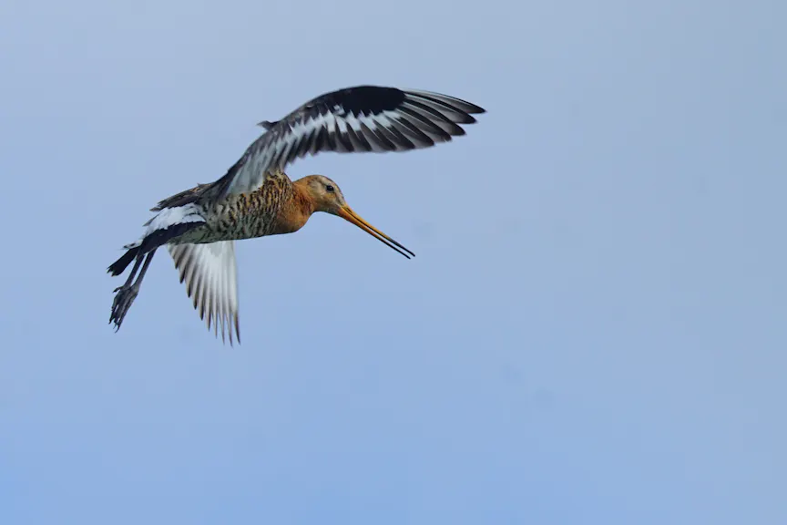Grutto in de lucht