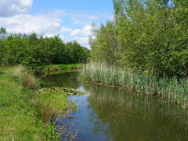 De Schammer