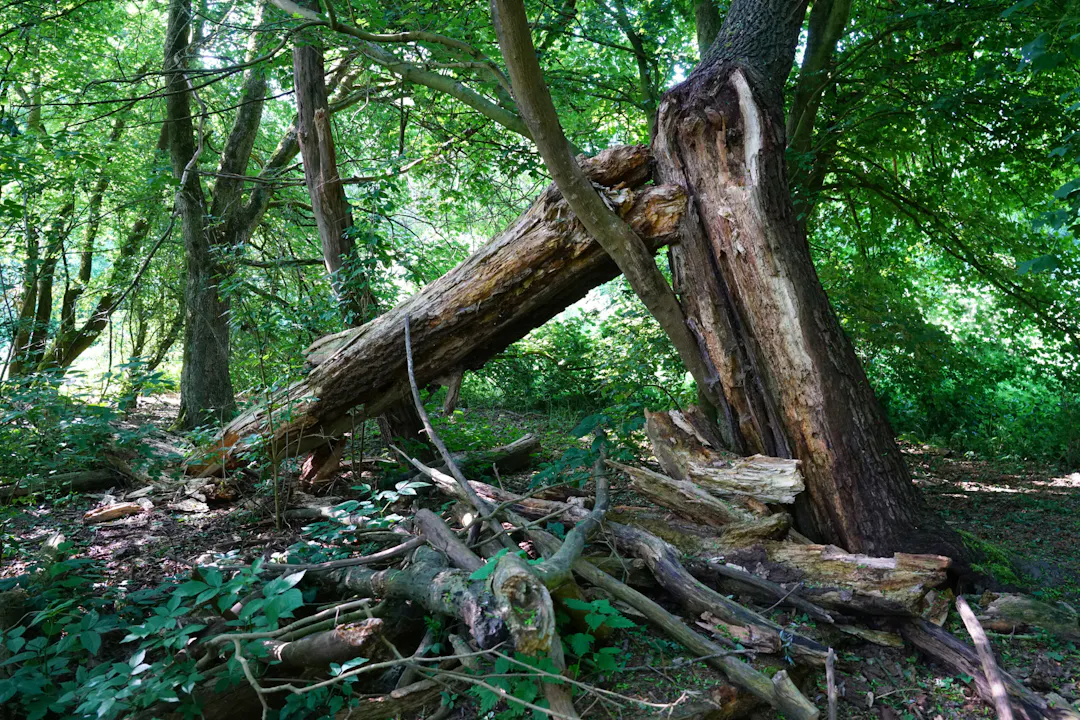 dood hout Vikinghof