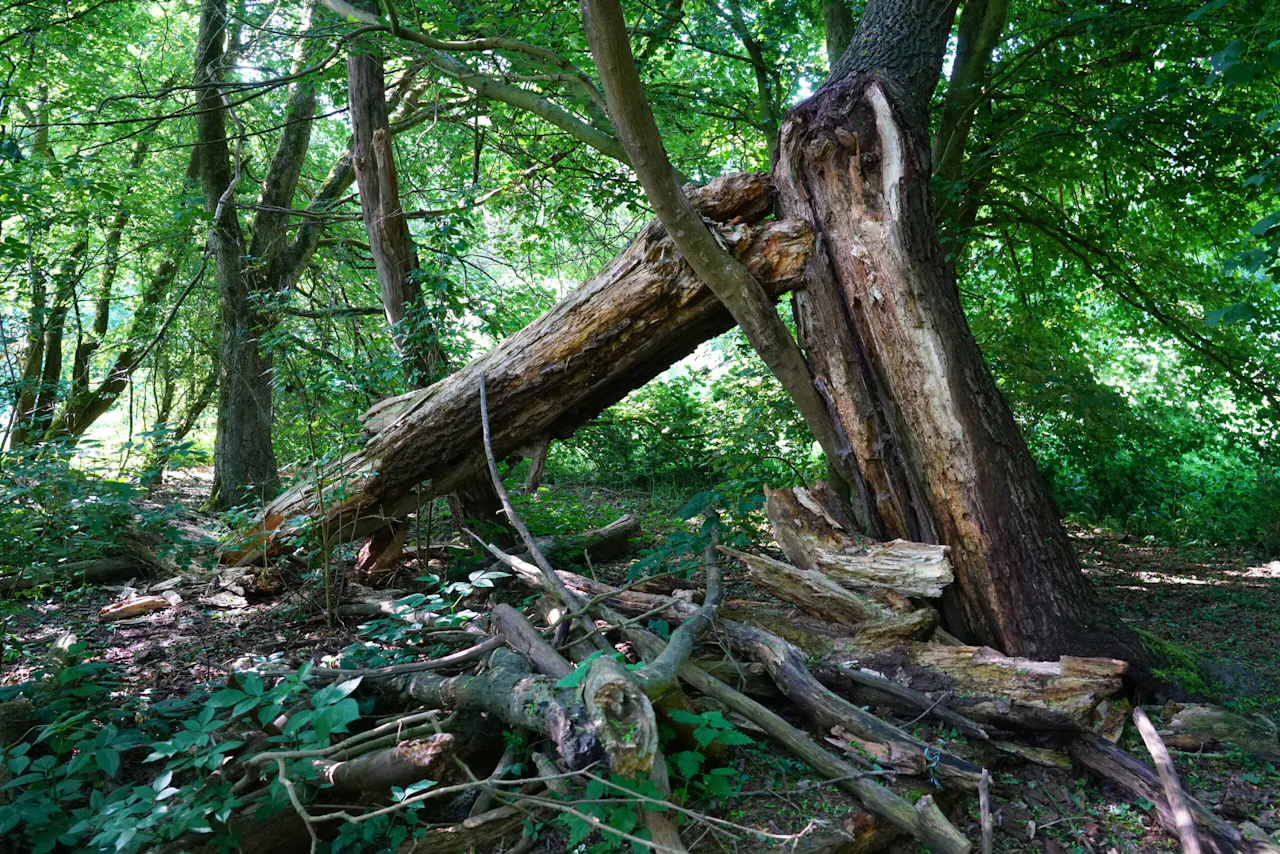 dood hout Vikinghof