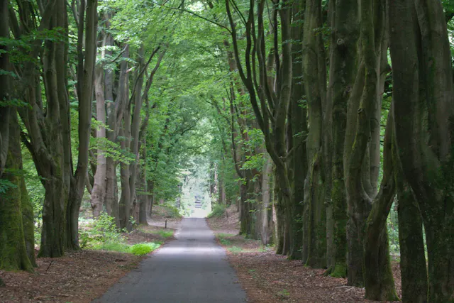Beukenlaan Hoge Ginkel