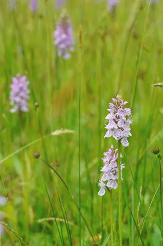 gevlekte orchis in Bloeidaal