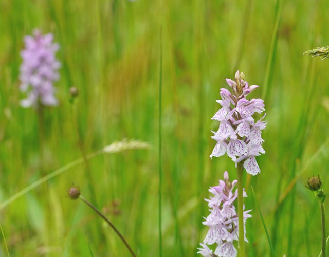 gevlekte orchis in Bloeidaal