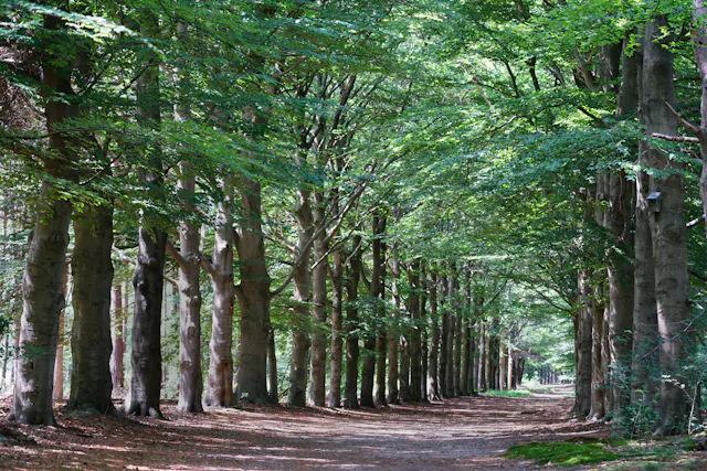 beukenlaan Pleinesbos
