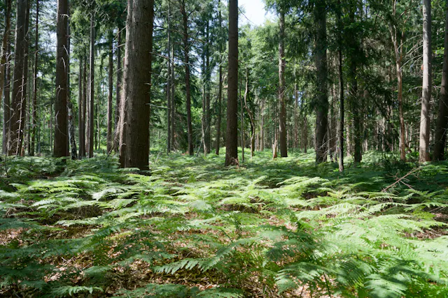 Varens in denenbos Pleinesbos