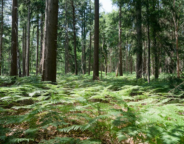 Varens in denenbos Pleinesbos