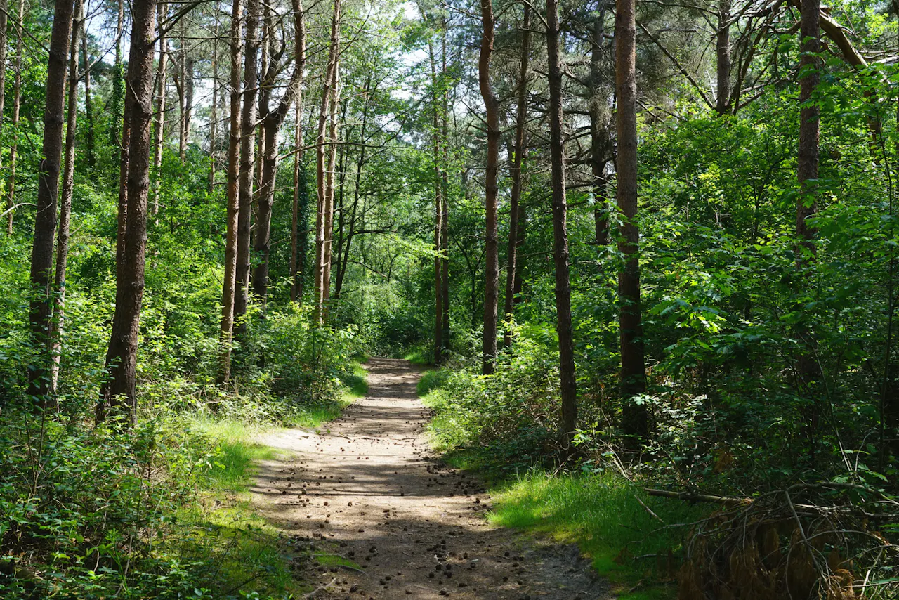 wandelpad Pleinesbos