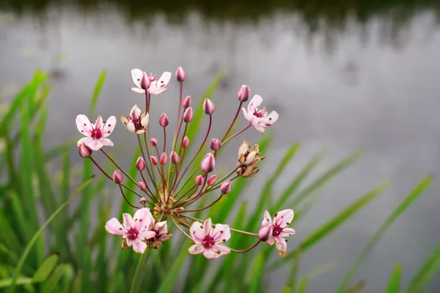 zwanenbloem