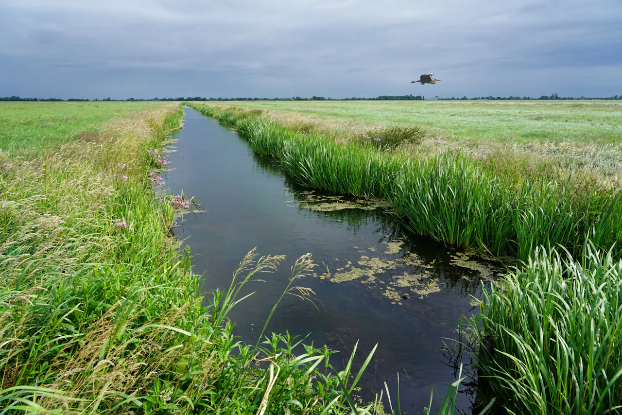 Polder Rietveld met reiger