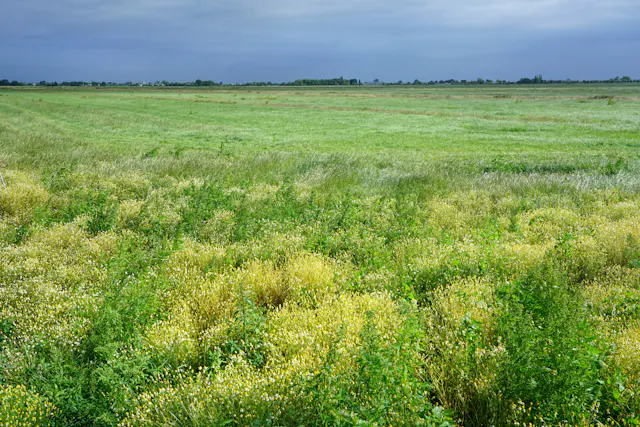 Polder Rietveld
