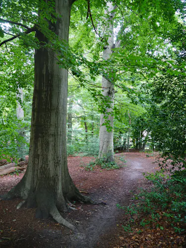 Schoonoord