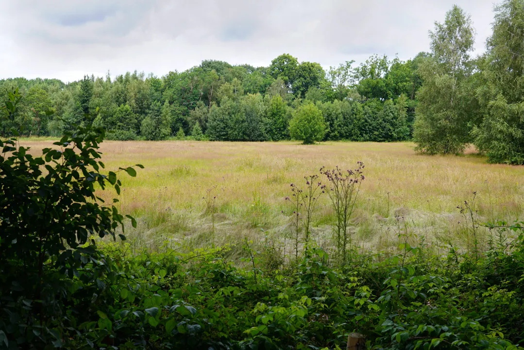 Open veld Schoonoord