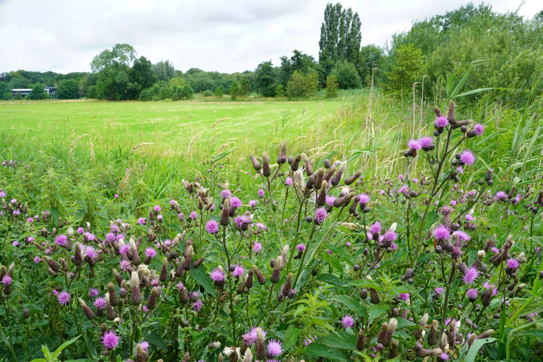 Schoonoord