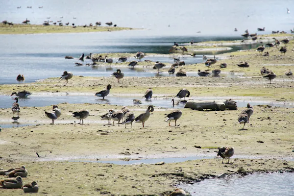 vogels Hooge Kampse Plas