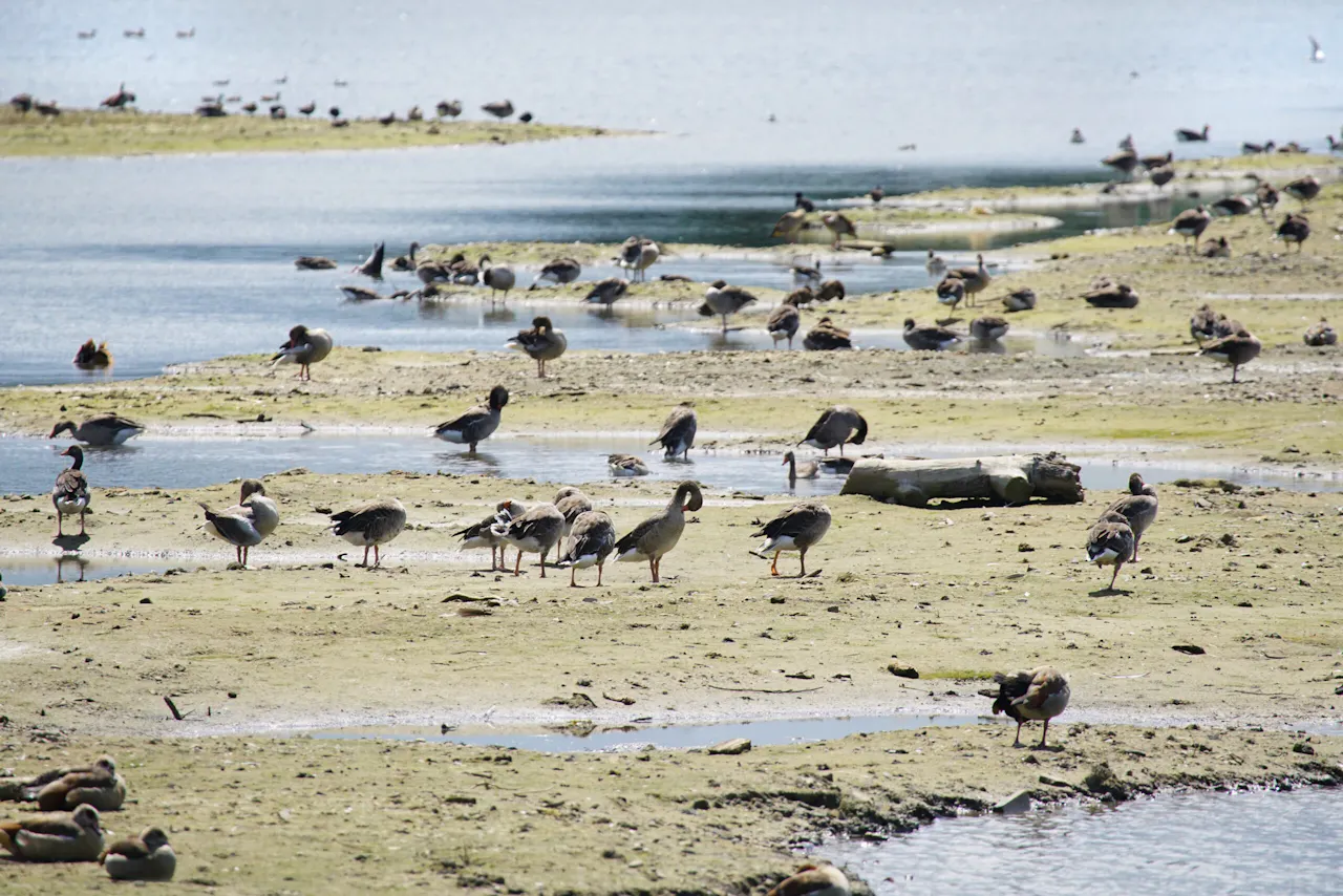 vogels Hooge Kampse Plas
