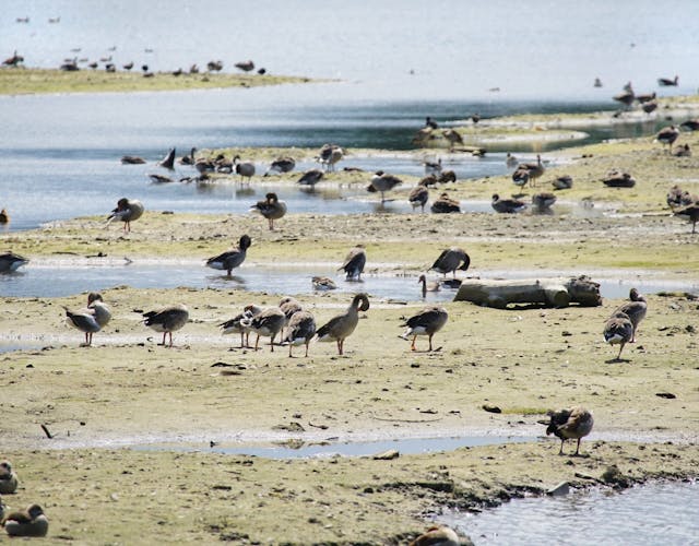 vogels Hooge Kampse Plas