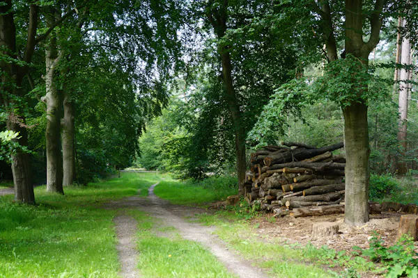 Bospad Ridderoordse Bos