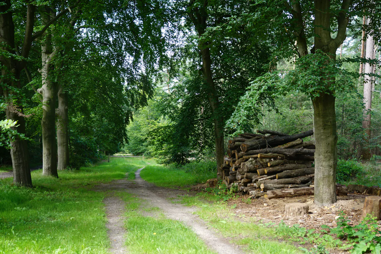 Bospad Ridderoordse Bos