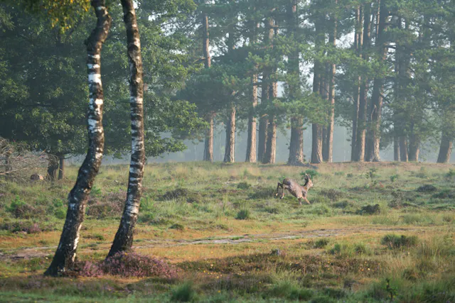 Reebok op Breeveen