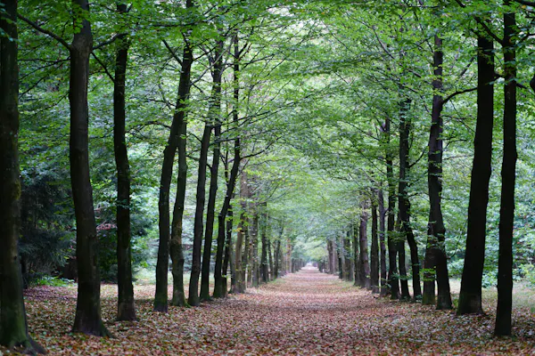 beukenlaan Zeisterbos