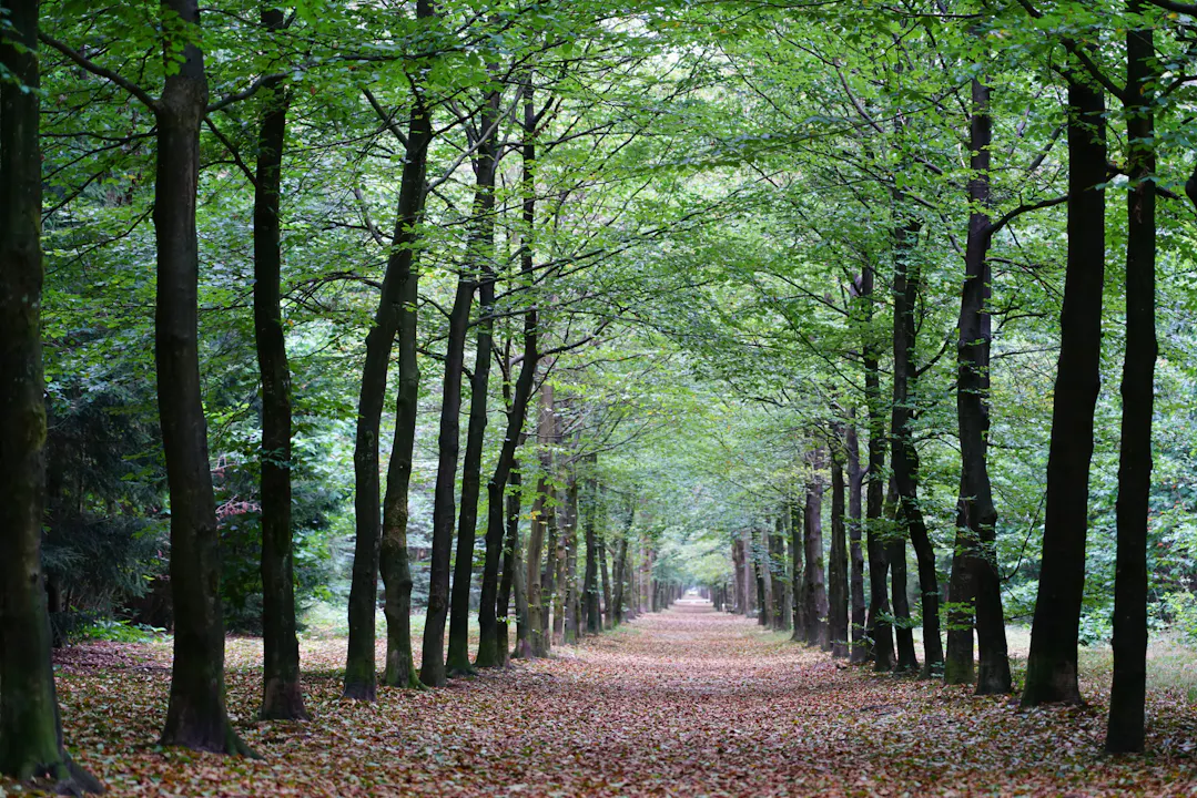 beukenlaan Zeisterbos
