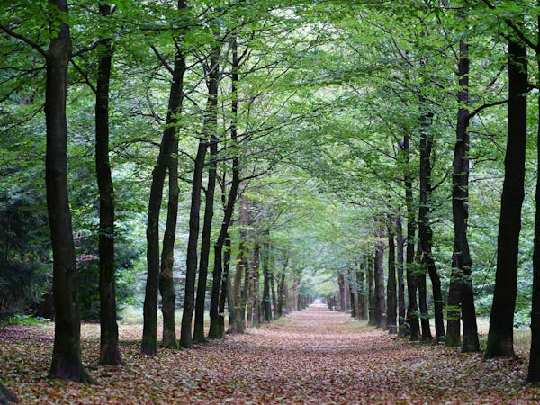 beukenlaan Zeisterbos