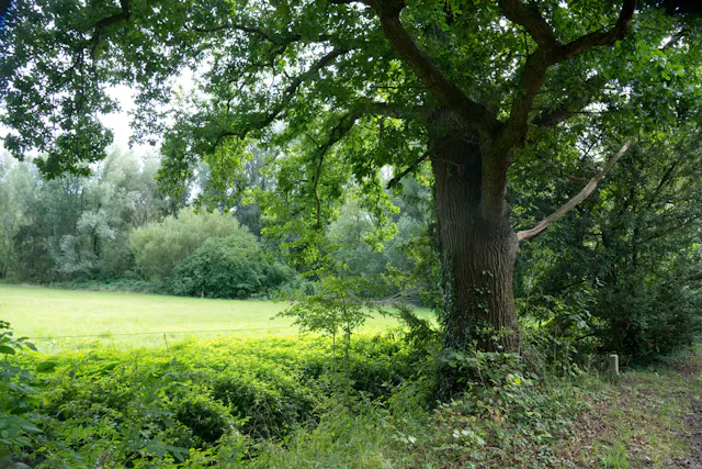 Niënhof oude eik