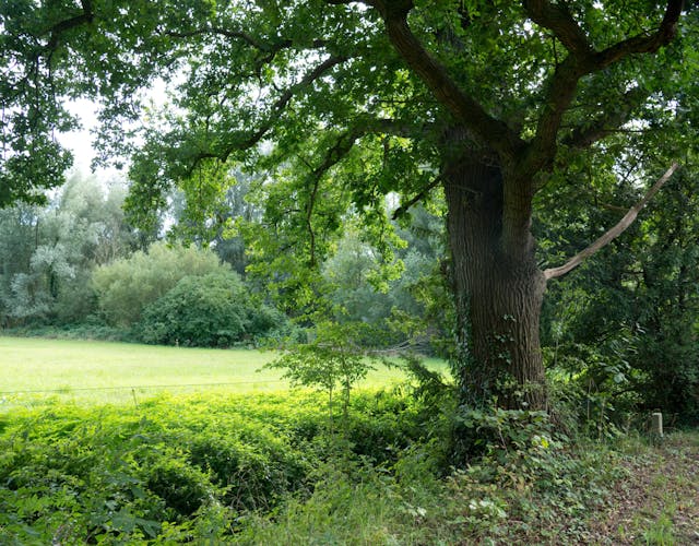 Niënhof oude eik