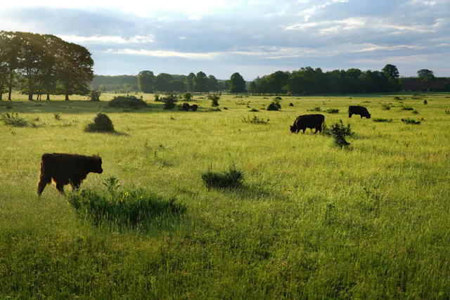 Galloways op Plantage Willem III
