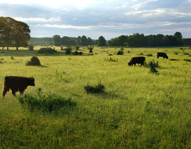 Galloways op Plantage Willem III