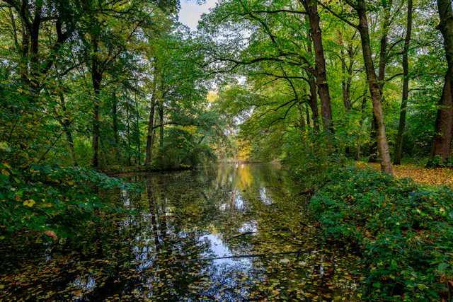 Vijverbos