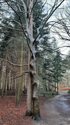 Verstrengelde bomen Ridderoordse Bos