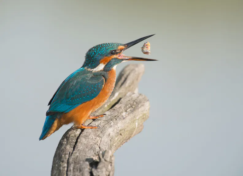 IJsvogel met vis