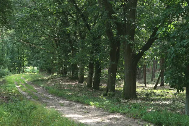 Hoge Ginkel